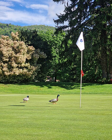 Golfplatz mit Ente
